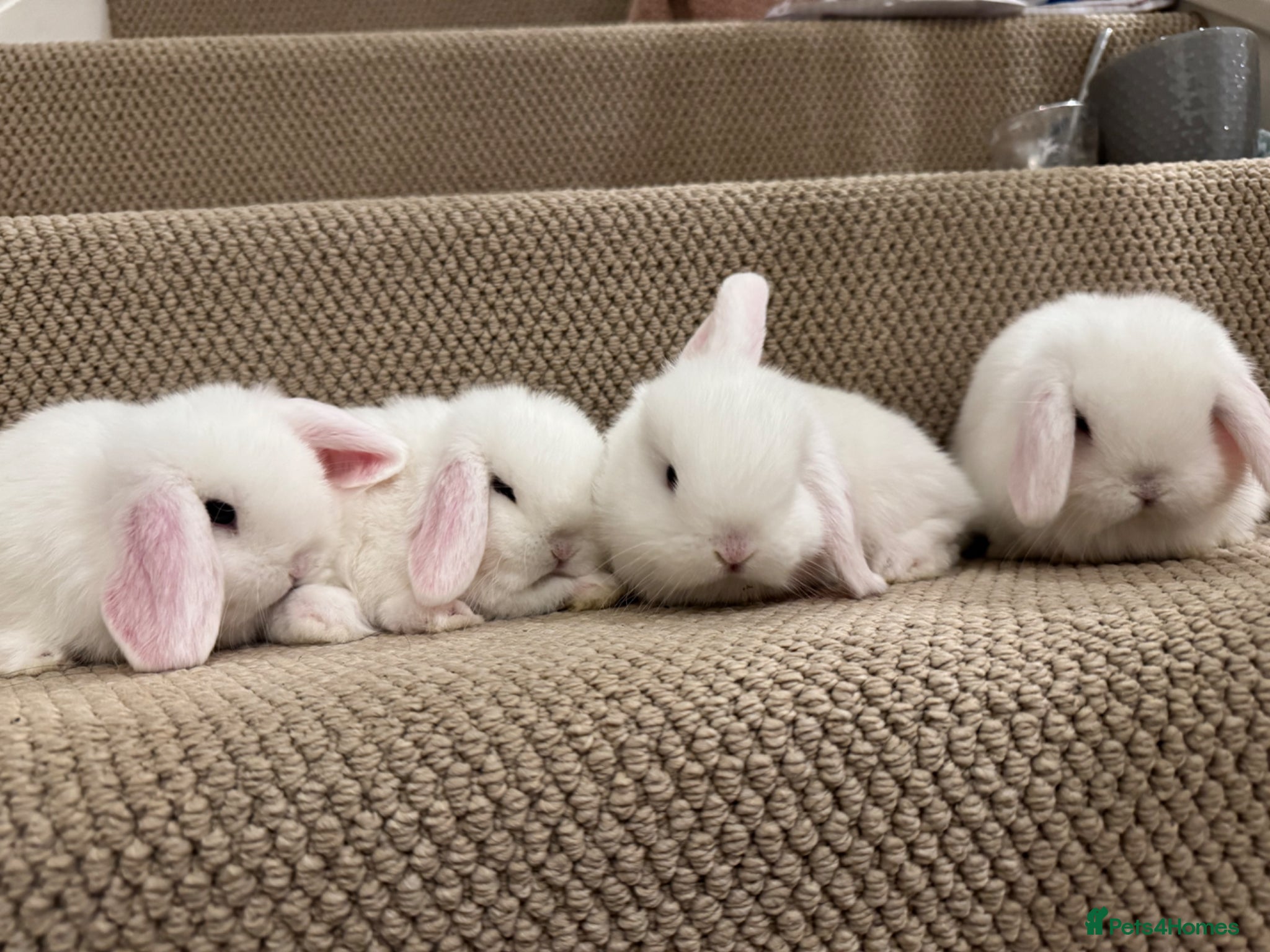 Mini Lop rabbits 🐰x2 Pure bred BEW mini lops🐰 - Advert 2