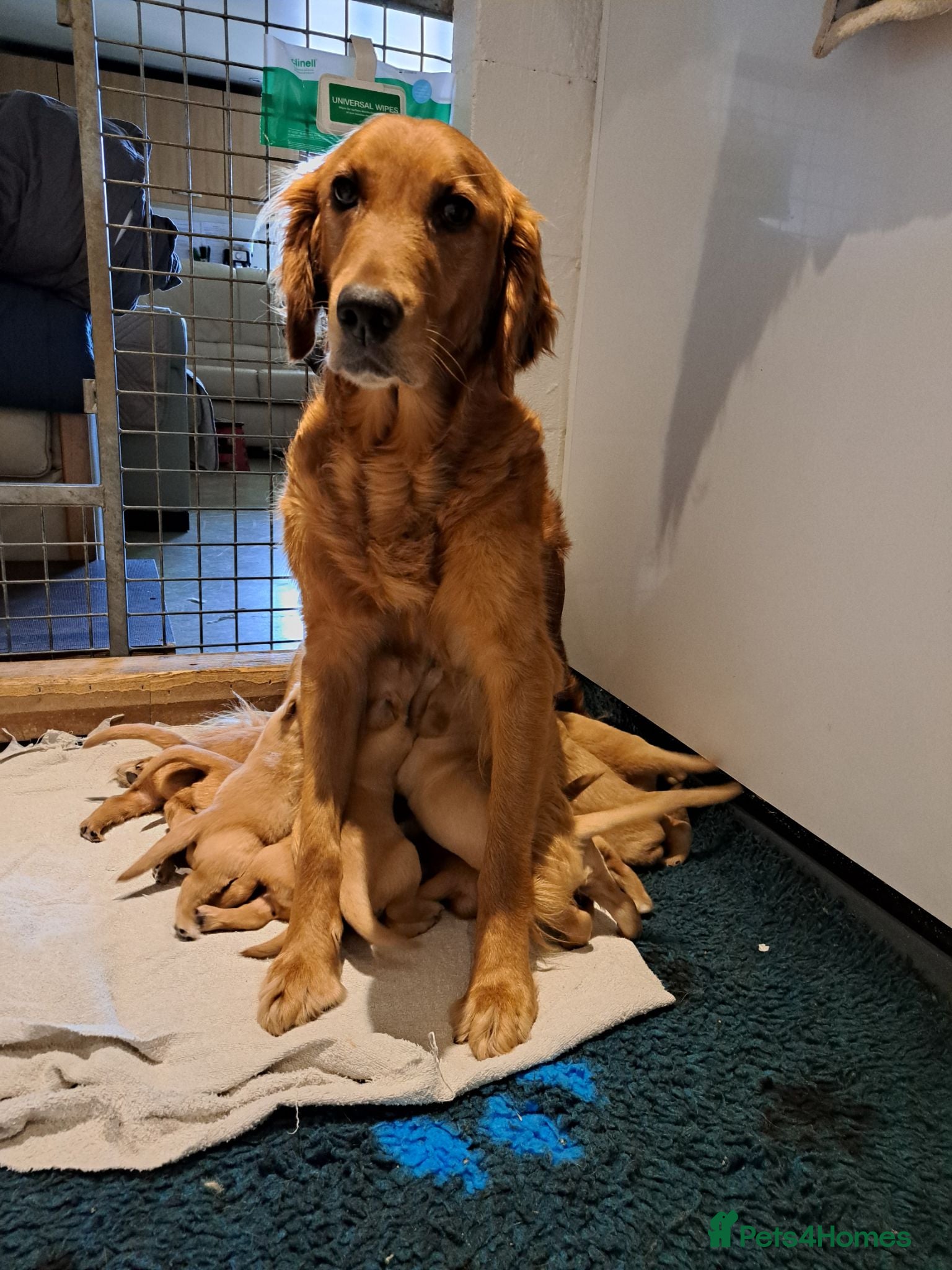 Golden Retriever dogs Healthy, happy KC reg, Golden Retriever puppies.  - Advert 2