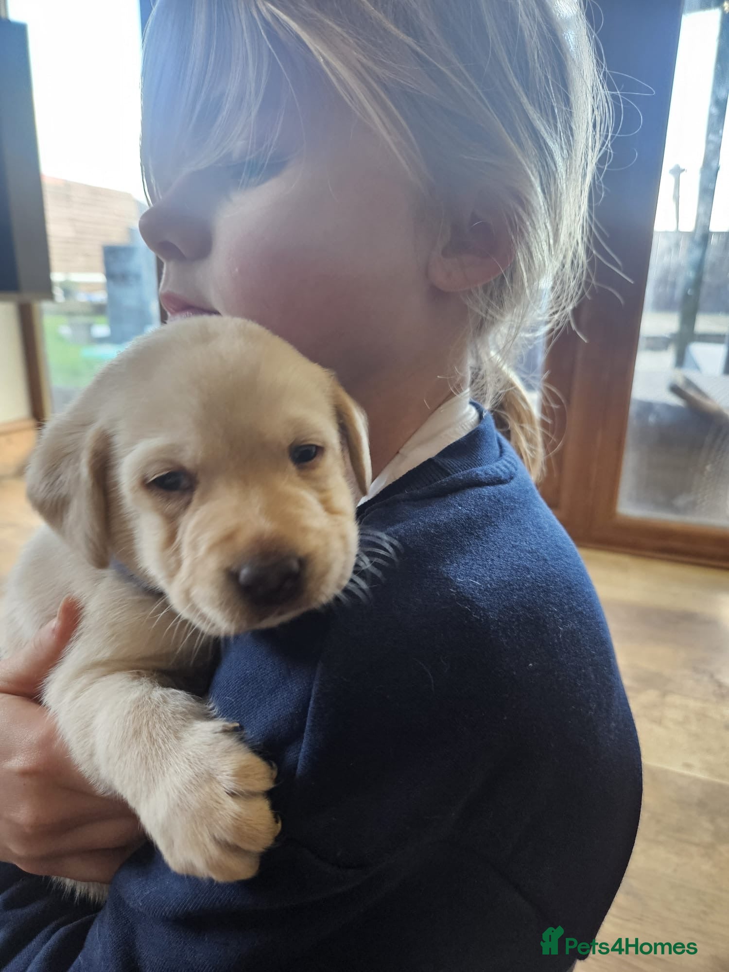 Labrador Retriever dogs Labrador puppies KC reg Health tested - Advert 18