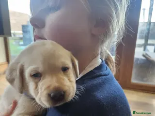 Labrador Retriever dogs Labrador puppies KC reg Health tested - Advert 18