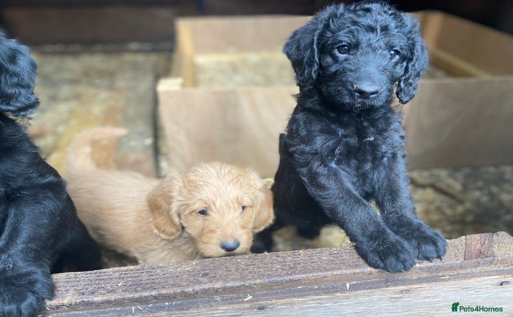 Aussiedoodle dogs for sale - Advert 2