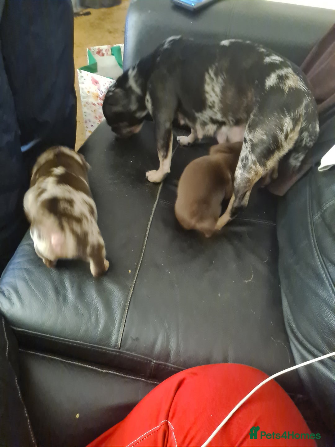 Mixed Breed dogs for sale: Frug pups for sale  - Advert 3