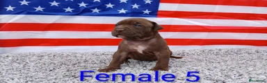 American Bull Staffy 9