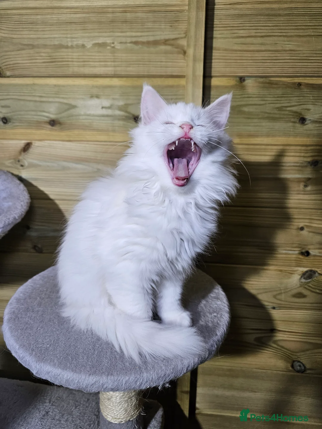 Maine Coon cats for sale: Maine coon  - Advert 18