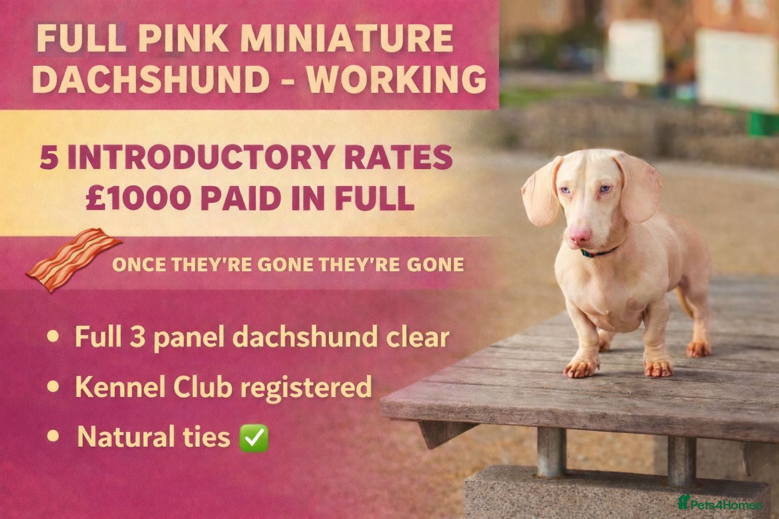 Miniature Dachshund dogs WOW MEET BACON  - Advert 1