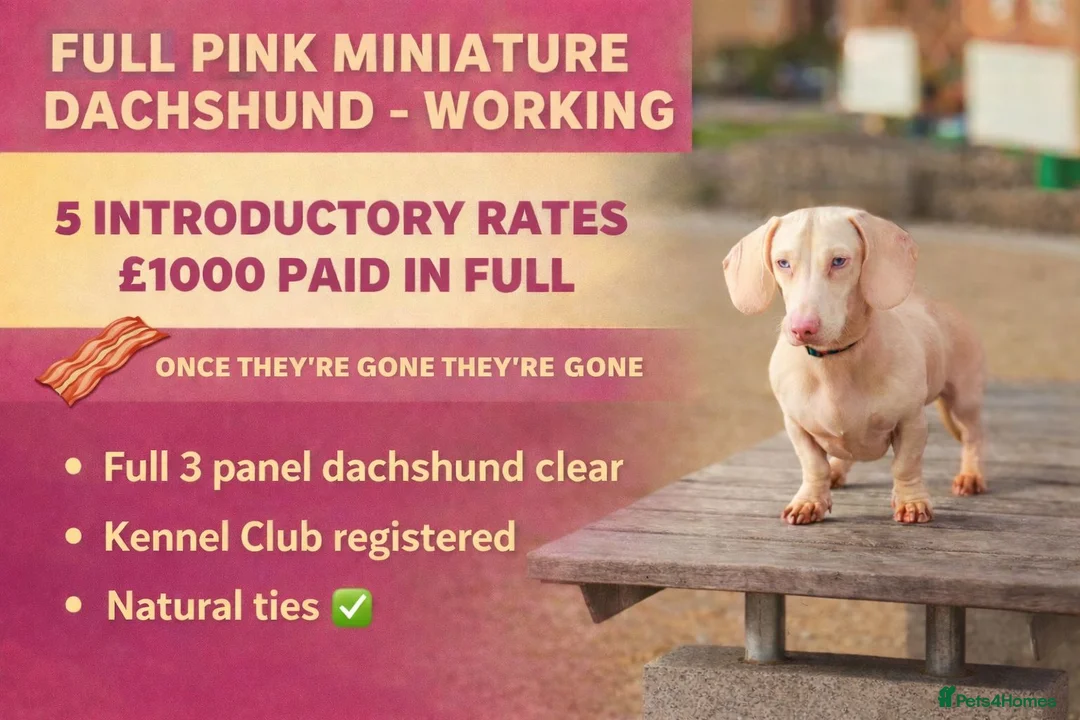 Miniature Dachshund dogs for stud: WOW MEET BACON  - Advert 1