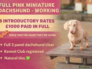Miniature Dachshund dogs WOW MEET BACON - Advert 1
