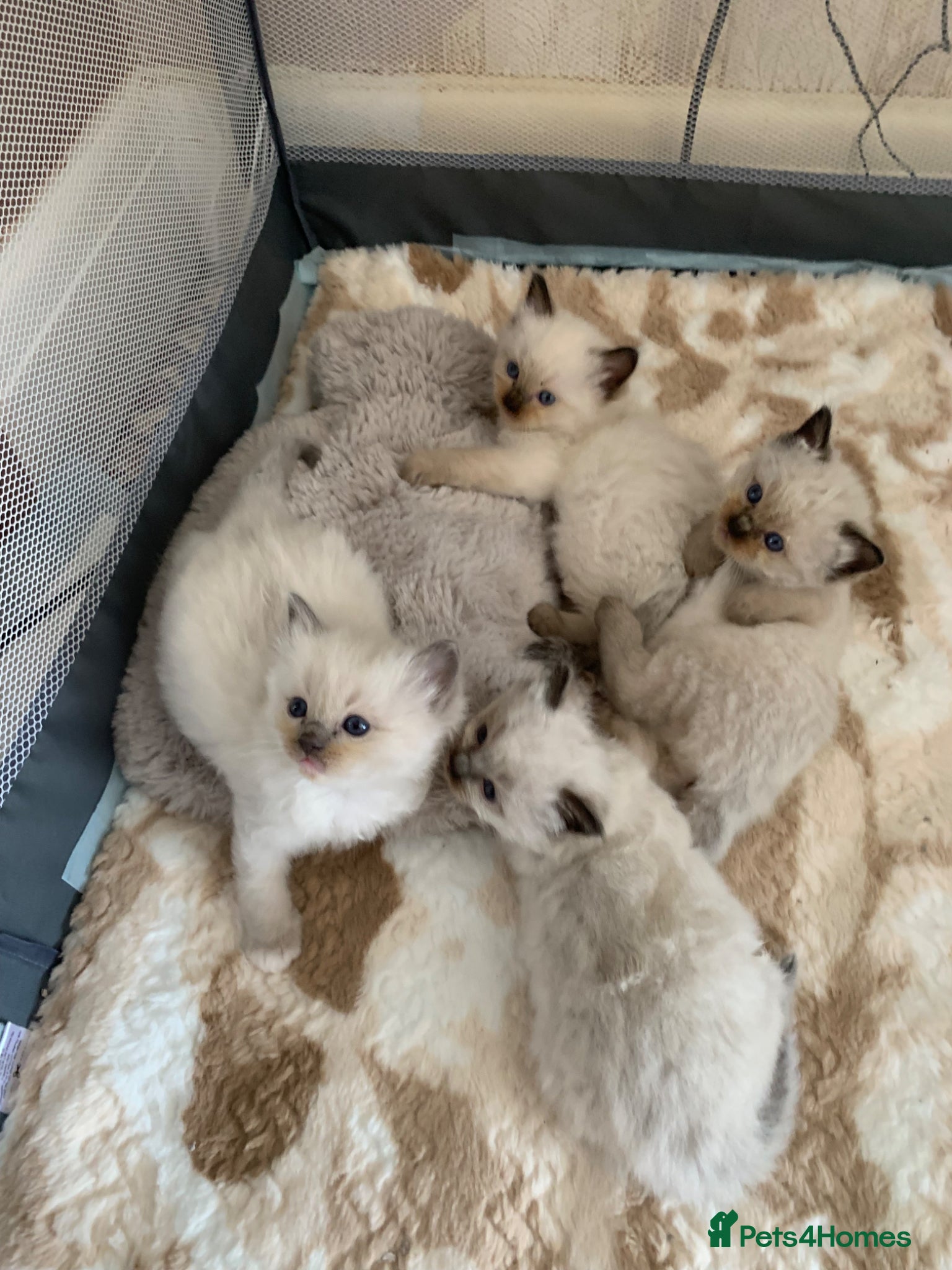 Ragdoll cats GCCF CHAMPION BLOODLINE RAGDOLL KITTENS 🥇🏅 - Advert 1