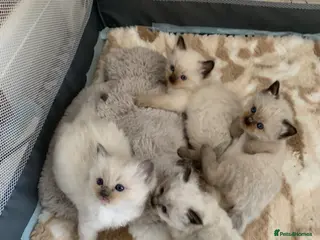 Ragdoll cats GCCF CHAMPION BLOODLINE RAGDOLL KITTENS 🥇🏅 - Advert 6