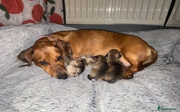 Miniature Dachshund dogs for sale: Miniature dachshund puppies!  - Advert 1