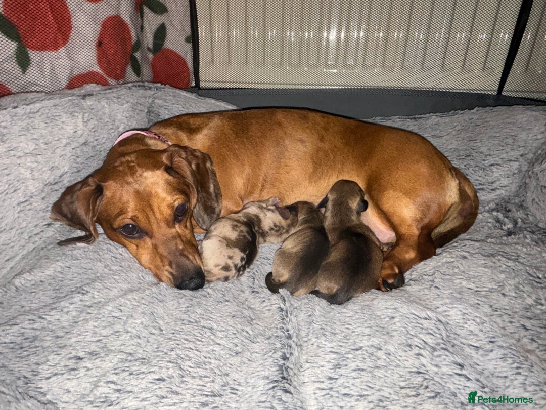 Miniature Dachshund dogs for sale: Miniature dachshund puppies!  - Advert 1