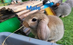 Mini Lop rabbits for sale: Beautiful Mini Lops - READY TO LEAVE - Image 21