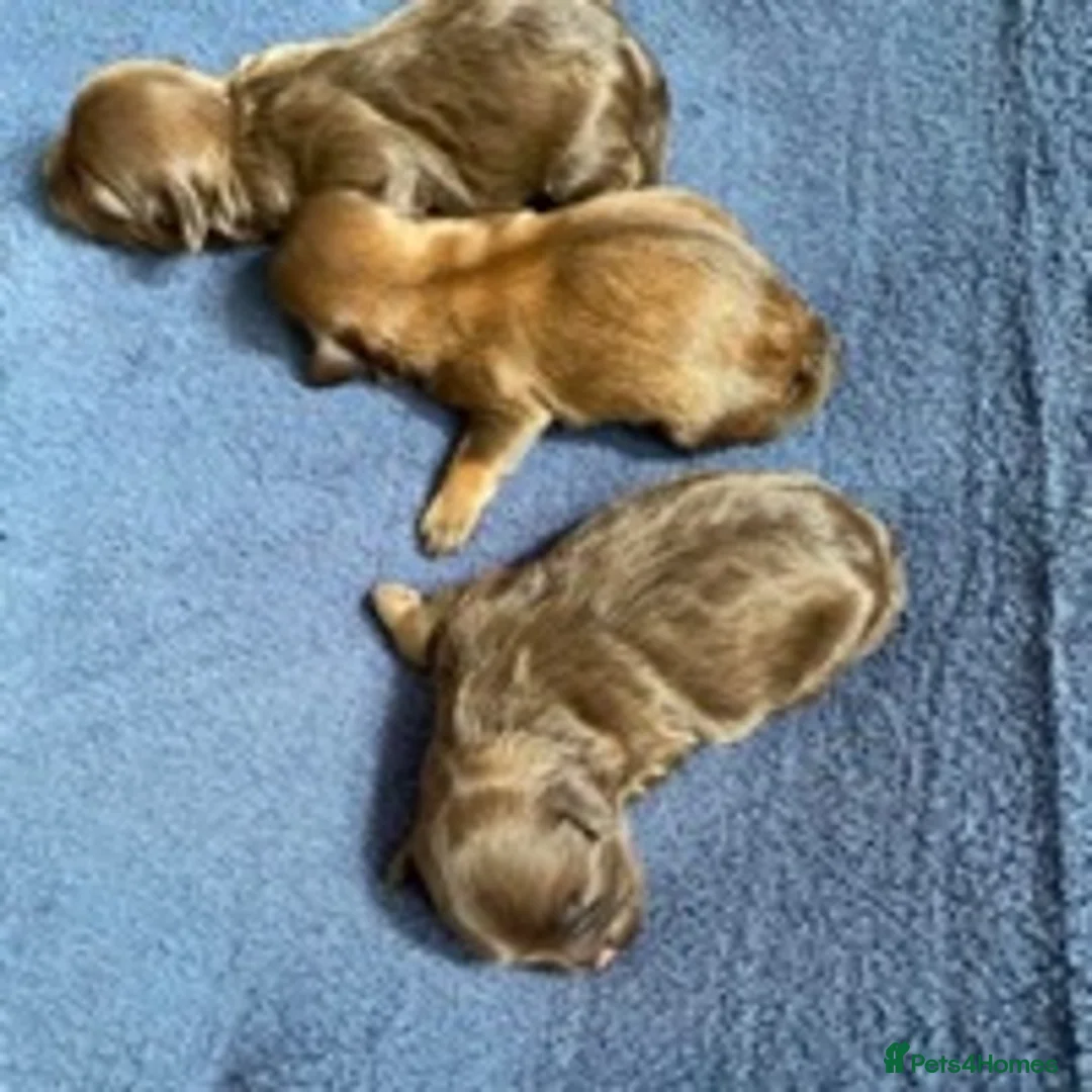 Toy Poodle dogs for stud: Percy KC Chocolate Phantom Toy Poodle Stud in Middlesbrough - Advert 6