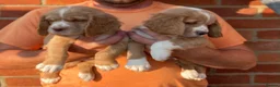 Clumber Spaniel dogs for sale: Health Tested Working Cocker x Clumber Puppies - Advert 9
