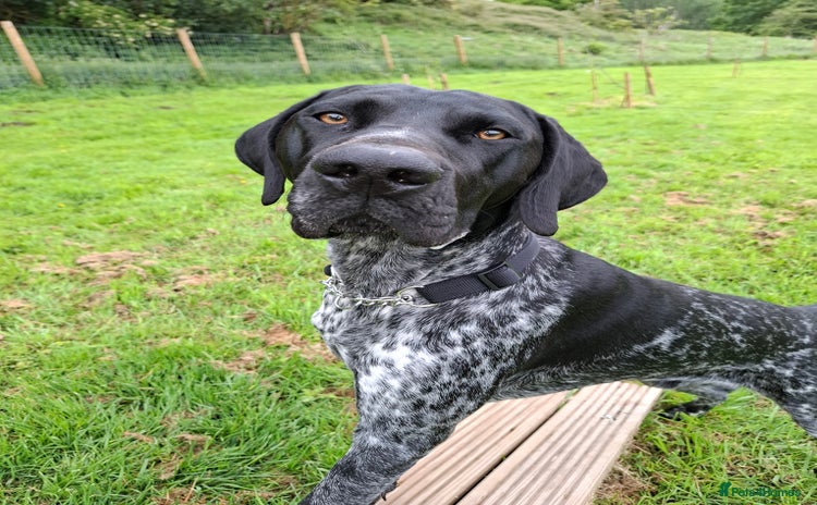 German Shorthaired Pointer dogs - Advert 1
