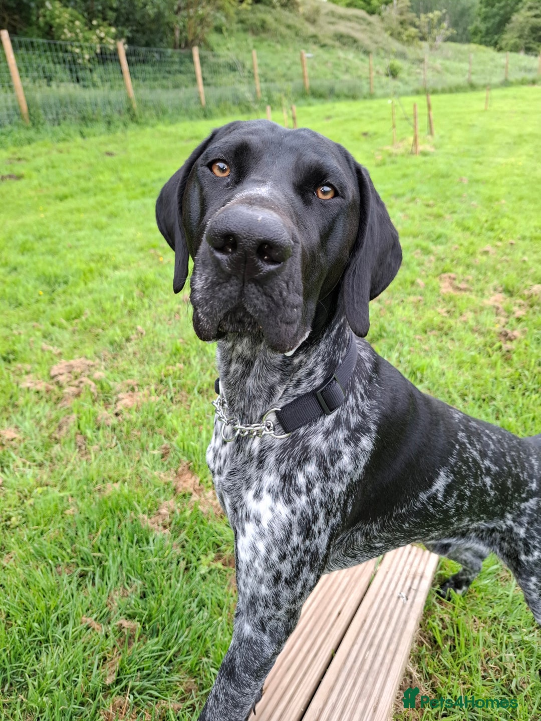 German Shorthaired Pointer dogs for sale: GSP Seeking Forever Home - Image 1