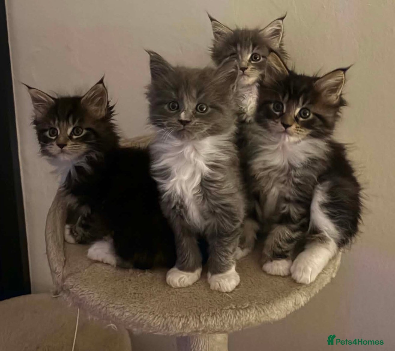 Maine Coon cats Mainecoon Kittens  - Advert 17