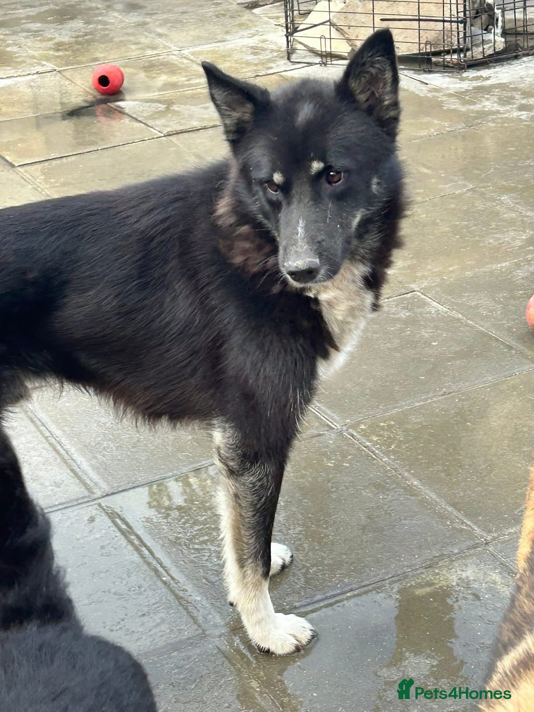 Mixed Breed dogs for adoption: Renato - Norwich Norfolk  - Image 6