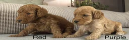 Double Doodle dogs for sale: A REALLY EXCITING MIX OF BREEDS. GORGEOUS!!! - Advert 20