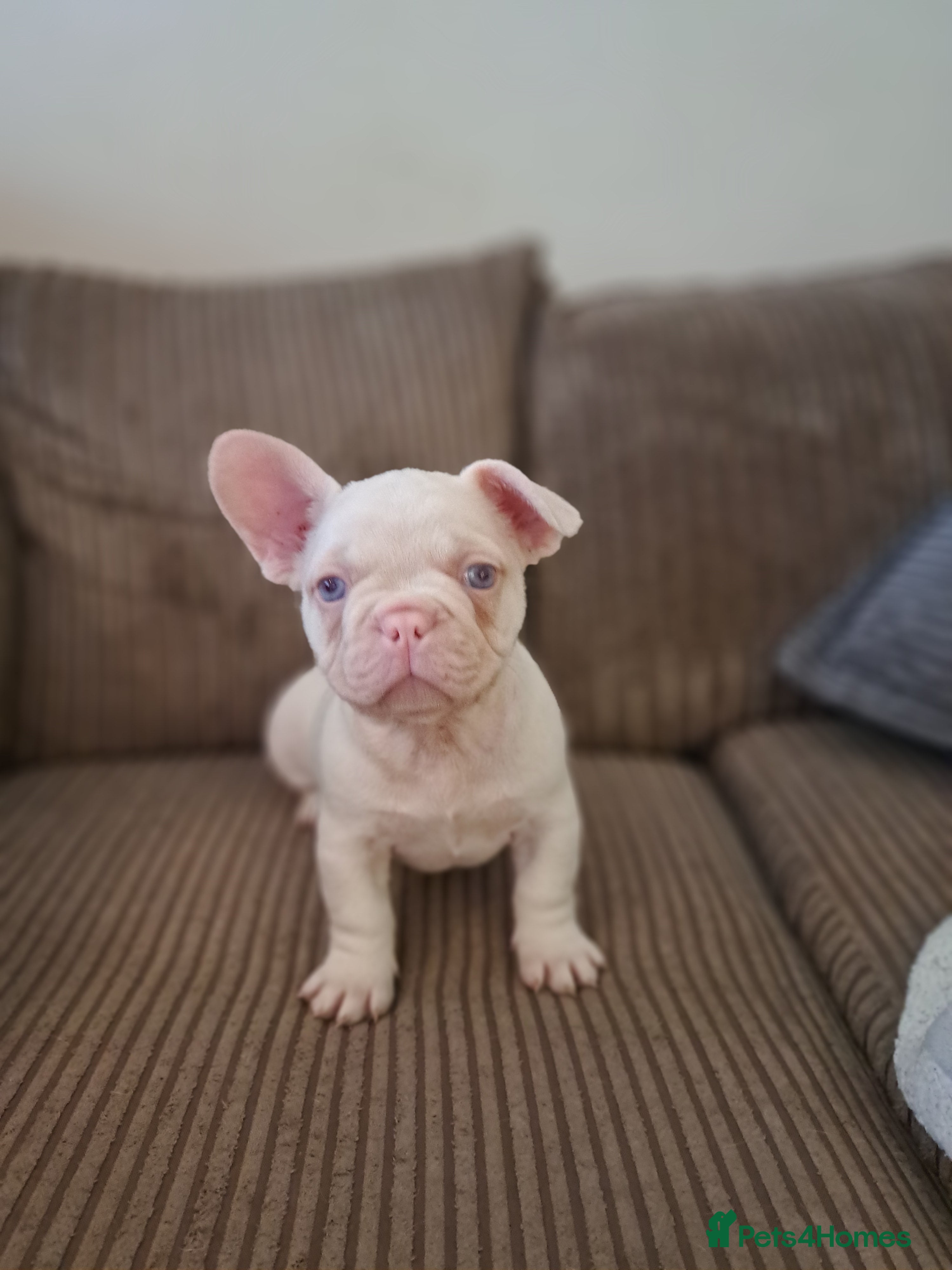 French Bulldog dogs One pink male french bulldog left  - Advert 24