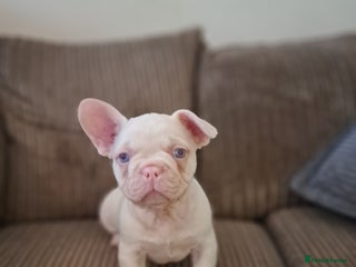 French Bulldog dogs One pink male french bulldog left - Advert 14