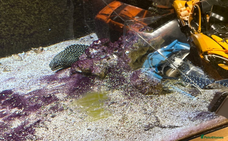 Other/Mixed Breed fish - Advert 2