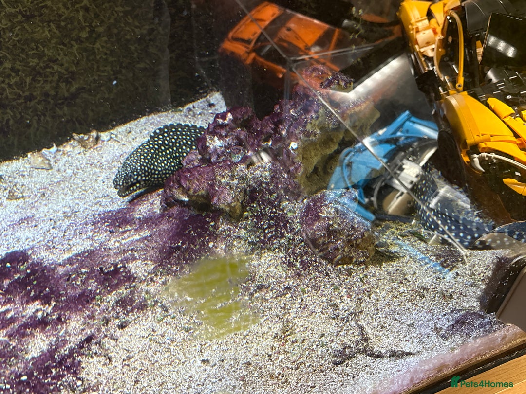 Other/Mixed Breed fish for sale: FREE 3 morays eels - Image 1