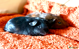 Guinea Pig rodents for sale: Two lovely boars looking for a new home! - Image 1