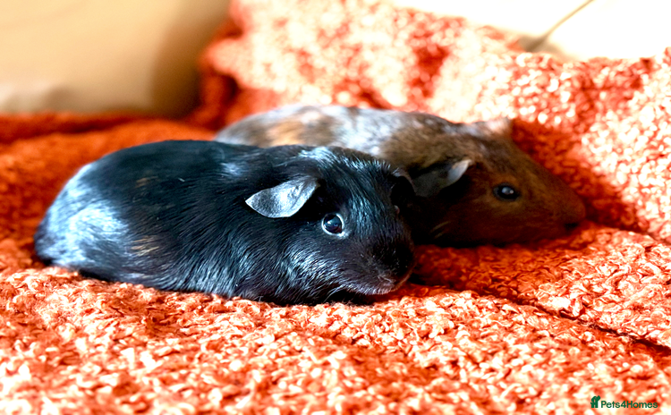 Guinea Pig rodents - Advert 9