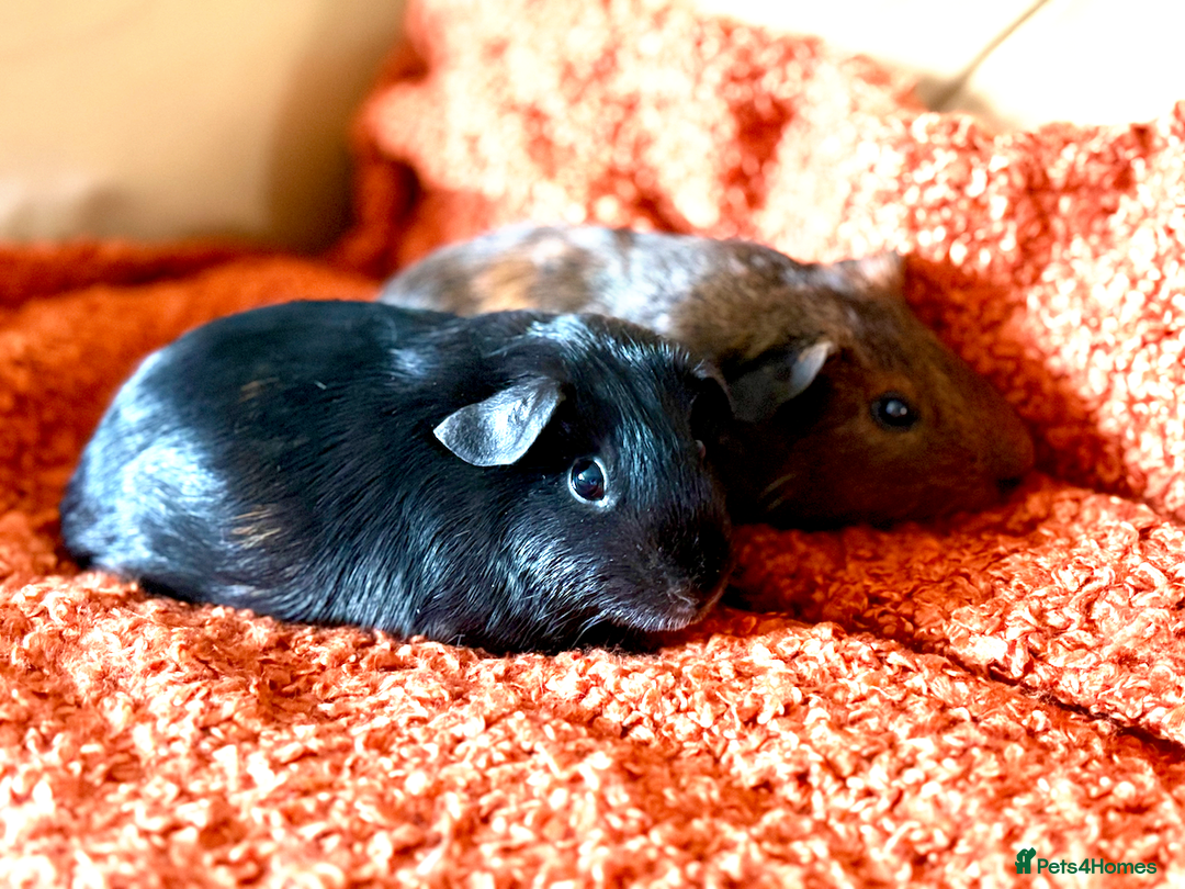 Guinea Pig rodents for sale: Two lovely boars looking for a new home! - Image 1