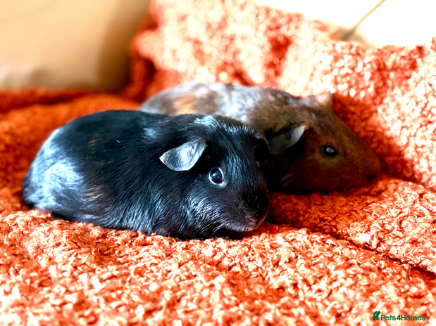Guinea Pig rodents - Advert 10