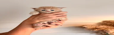 Maine Coon 6