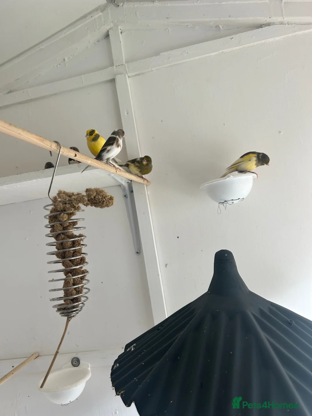 Canaries birds for sale: VARIOUS PAIRS OF CANAIRES in Leyland - Advert 8