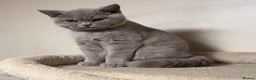British Shorthair cats for sale: Chunky GCCF Reg BSH Kittens Ready Now - Advert 6