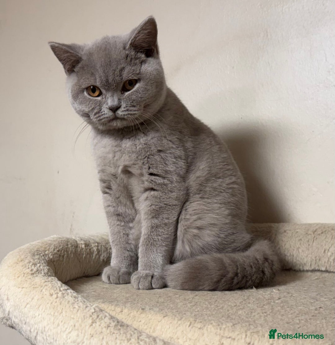 British Shorthair cats for sale: Chunky GCCF Reg BSH Kittens Ready Now - Advert 6