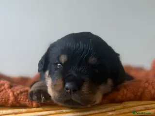 Rottweiler dogs Two Rottweiler pups ready start of June to reserve - Advert 10