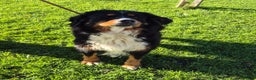 Bernese Mountain Dog dogs for sale: Female Bernese Mountain Dog - Advert 3