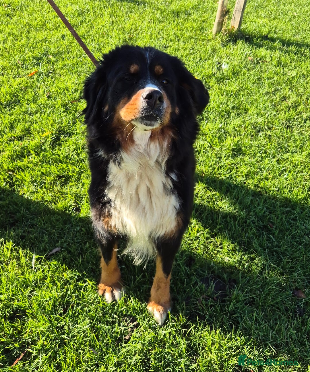 Bernese Mountain Dog dogs for sale: Female Bernese Mountain Dog - Advert 3