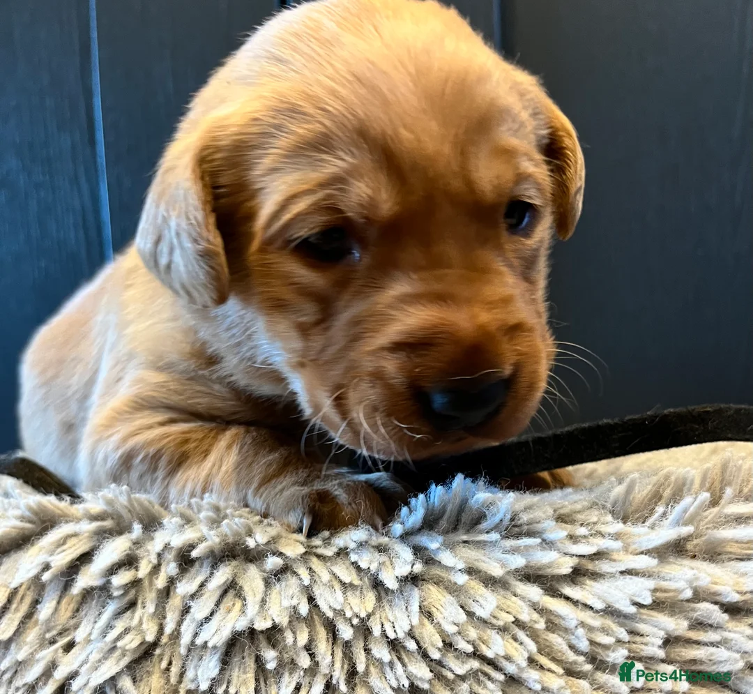 Labrador Retriever dogs for sale:  Fox red Labrador pups for sale, KC registered - Advert 37