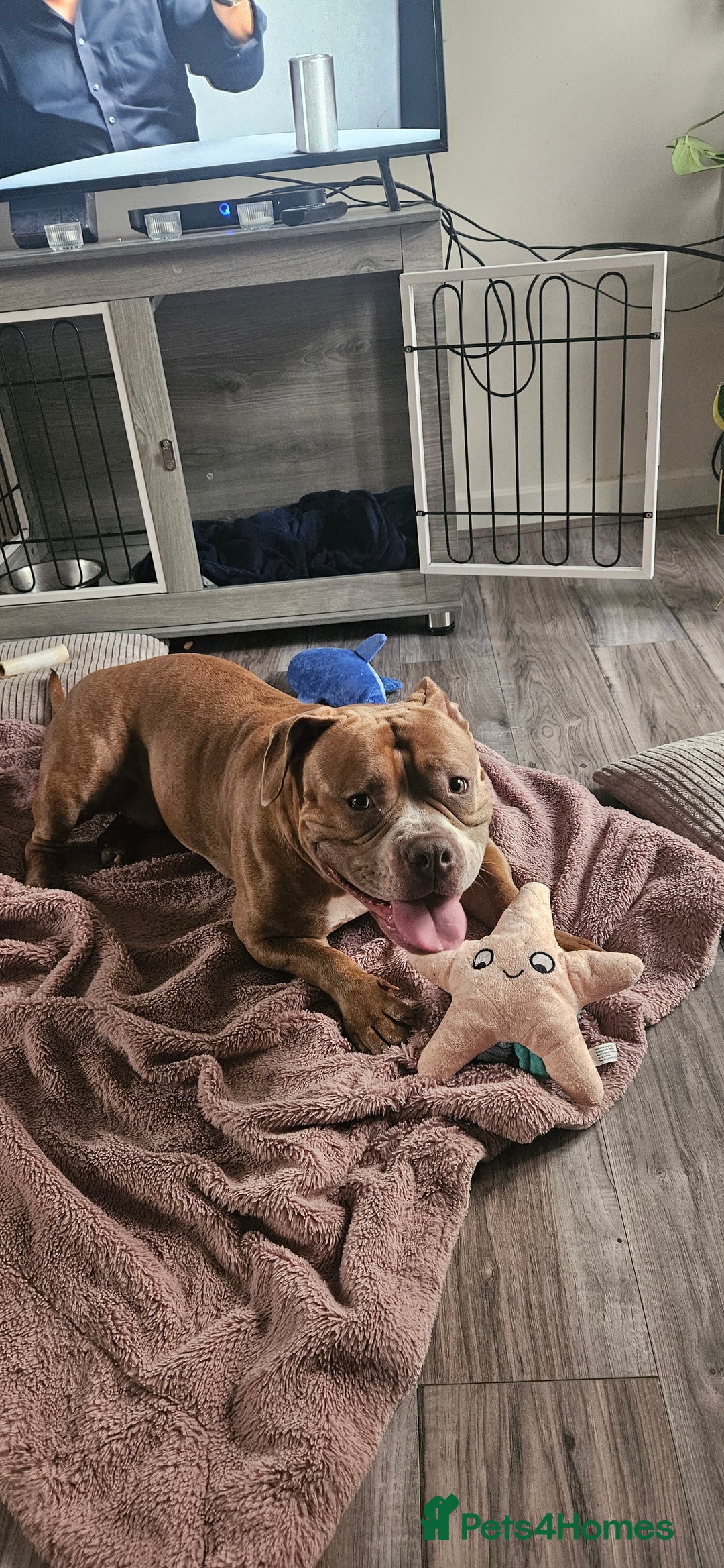 American Bully dogs for sale: Pocket Bully - Image 1