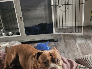 American Bully dogs for sale - Advert 1