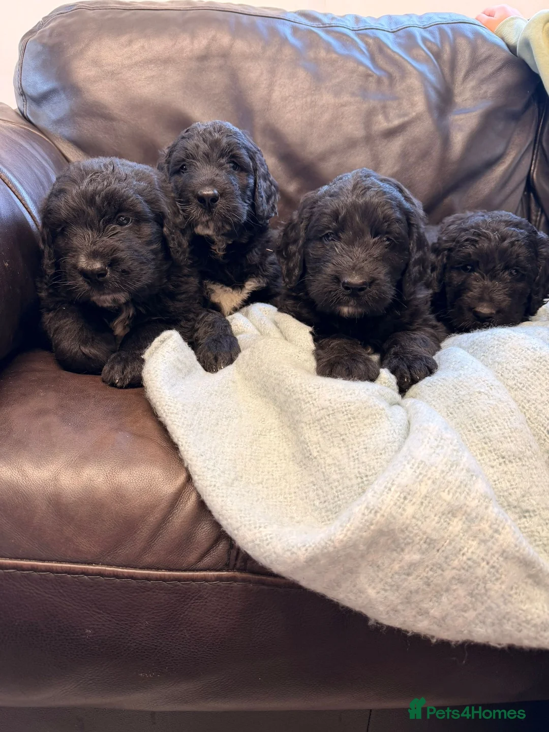 Saint Berdoodle dogs for sale: Saint berdoodle puppies  in Kilmarnock - Advert 2