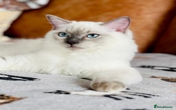 Ragdoll cats for sale: ADORABLE RAGDOLL KITTEN CHAMPIONLINE - Image 10