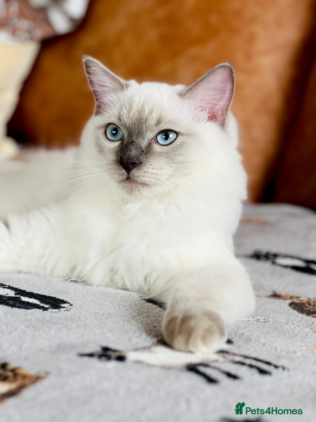 Ragdoll cats for sale: ADORABLE RAGDOLL KITTEN CHAMPIONLINE - Image 10
