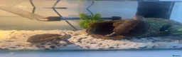 Turtle reptiles for sale: 2 musk turtles in Dudley - Advert 2