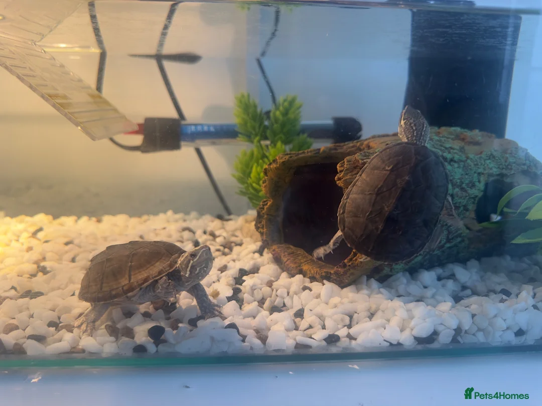 Turtle reptiles for sale: 2 musk turtles in Dudley - Advert 2