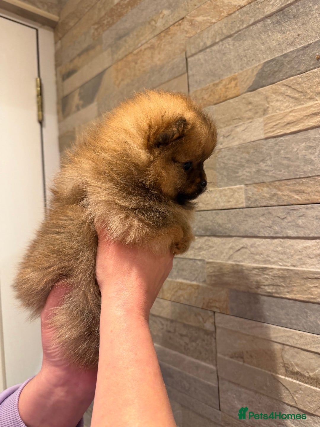 Pomeranian dogs for sale: Gorgeous Female Poms ☺️ - Advert 4