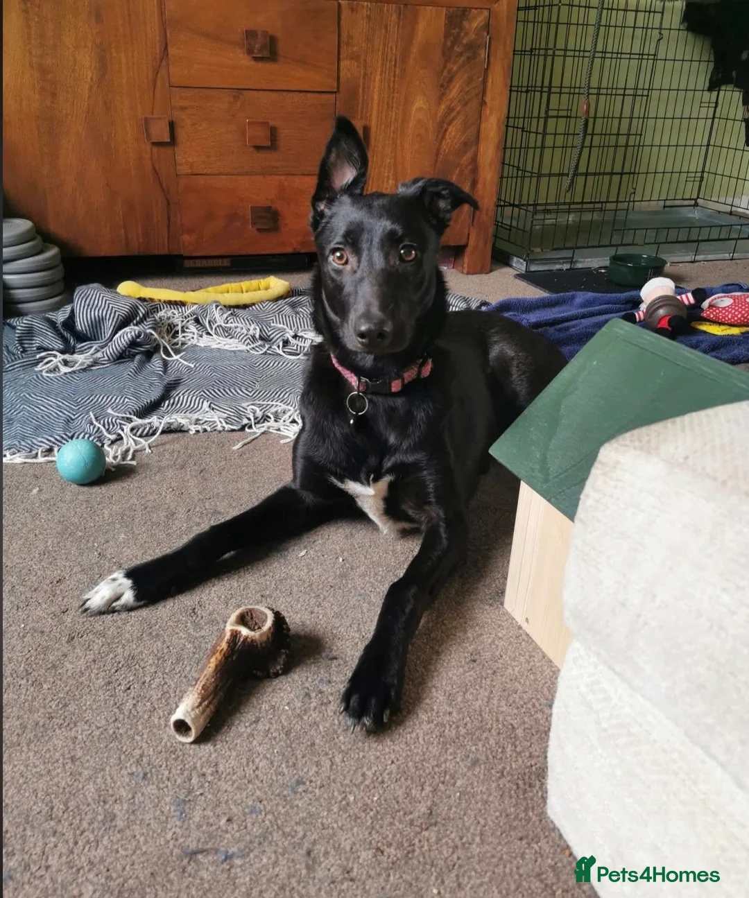 Mixed Breed dogs for adoption: Lottie in Menstrie - Advert 2