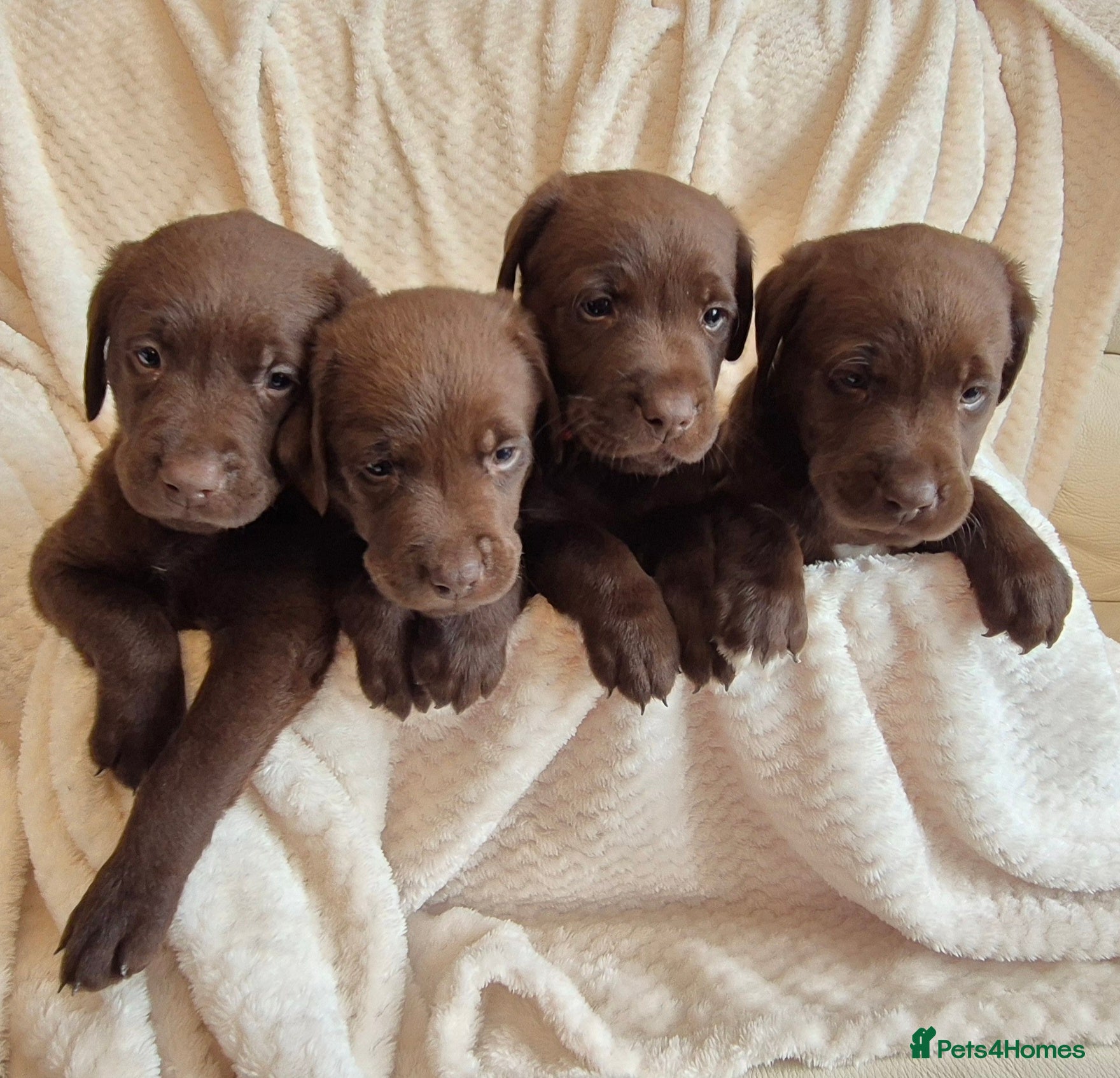 Labrador Retriever dogs Exceptional KC Reg Chocolate Labrador Puppies  - Advert 1