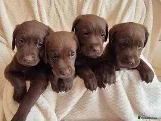 Labrador Retriever dogs Exceptional KC Reg Chocolate Labrador Puppies - Advert 1
